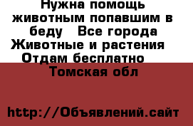 Нужна помощь животным попавшим в беду - Все города Животные и растения » Отдам бесплатно   . Томская обл.